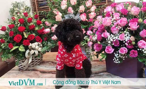 Poodle đen với bộ lông bắt đầu có dấu hiệu bạc màu