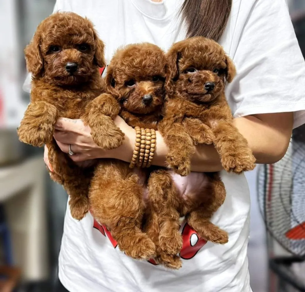 Chó Cảnh Đẹp Tại Đà Nẵng: Hướng Dẫn Toàn Diện Từ Chocanhdep.vn