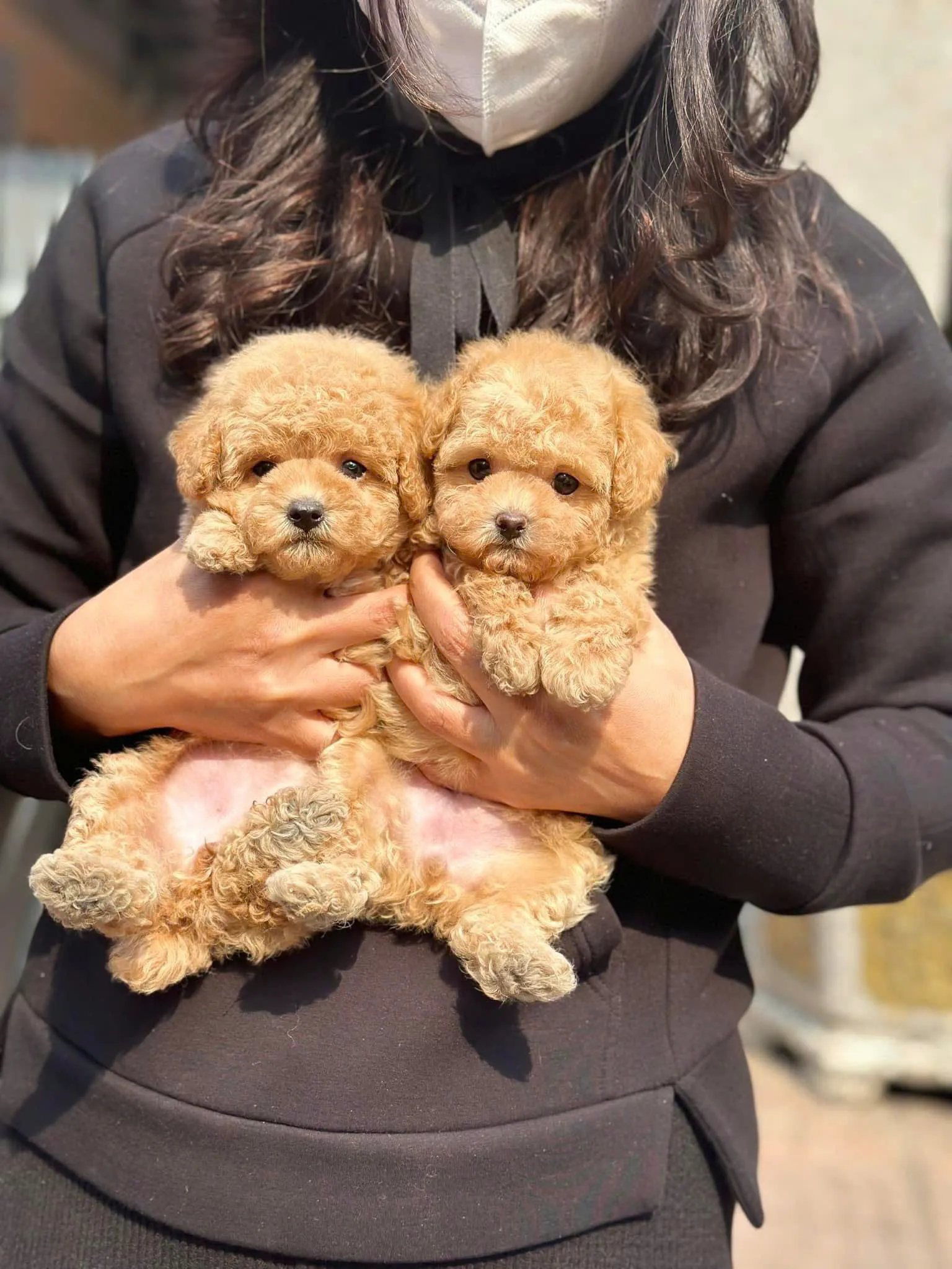 Mua Bán Chó Phốc Sóc: Cẩm Nang Giá, Nguồn Gốc Và Chăm Sóc Chuẩn Xác