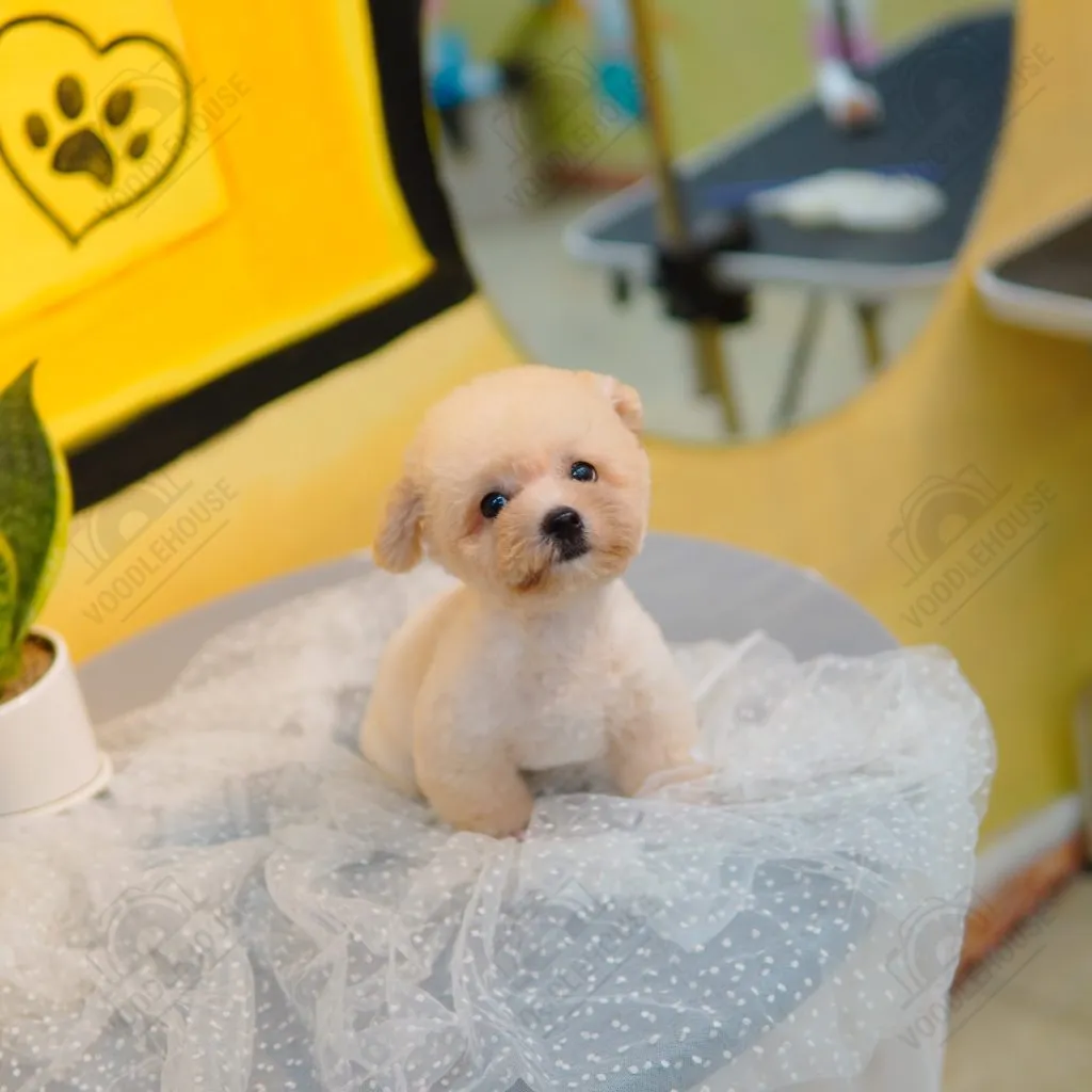 Poodle màu vàng mơ với bộ lông dày xoăn mọc dài như tóc người