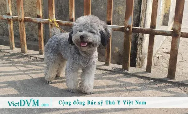 Poodle màu xám (Silver) hiếm gặp, được chấp nhận rộng rãi trong nhân giống