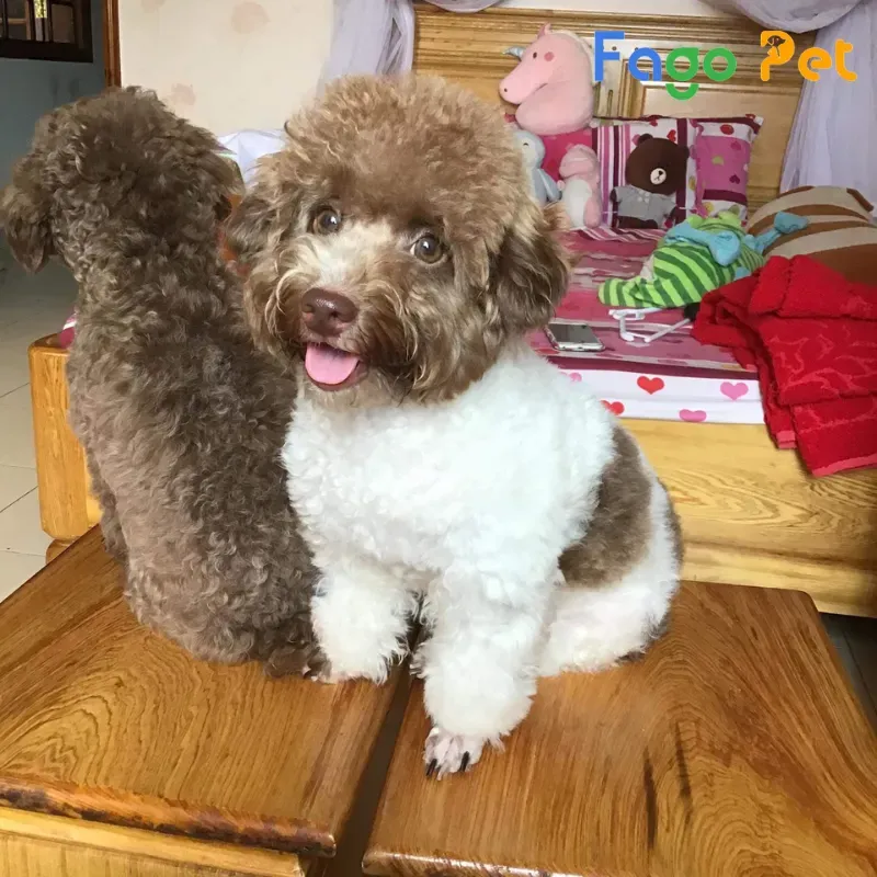 Poodle nâu trắng