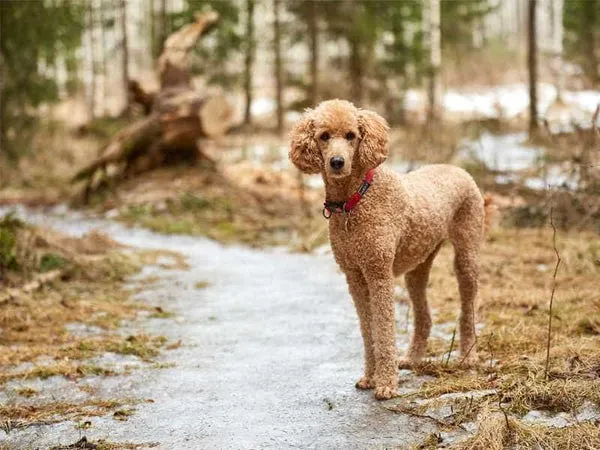 Poodle Standard dũng mãnh và có ngoại hình cổ điển