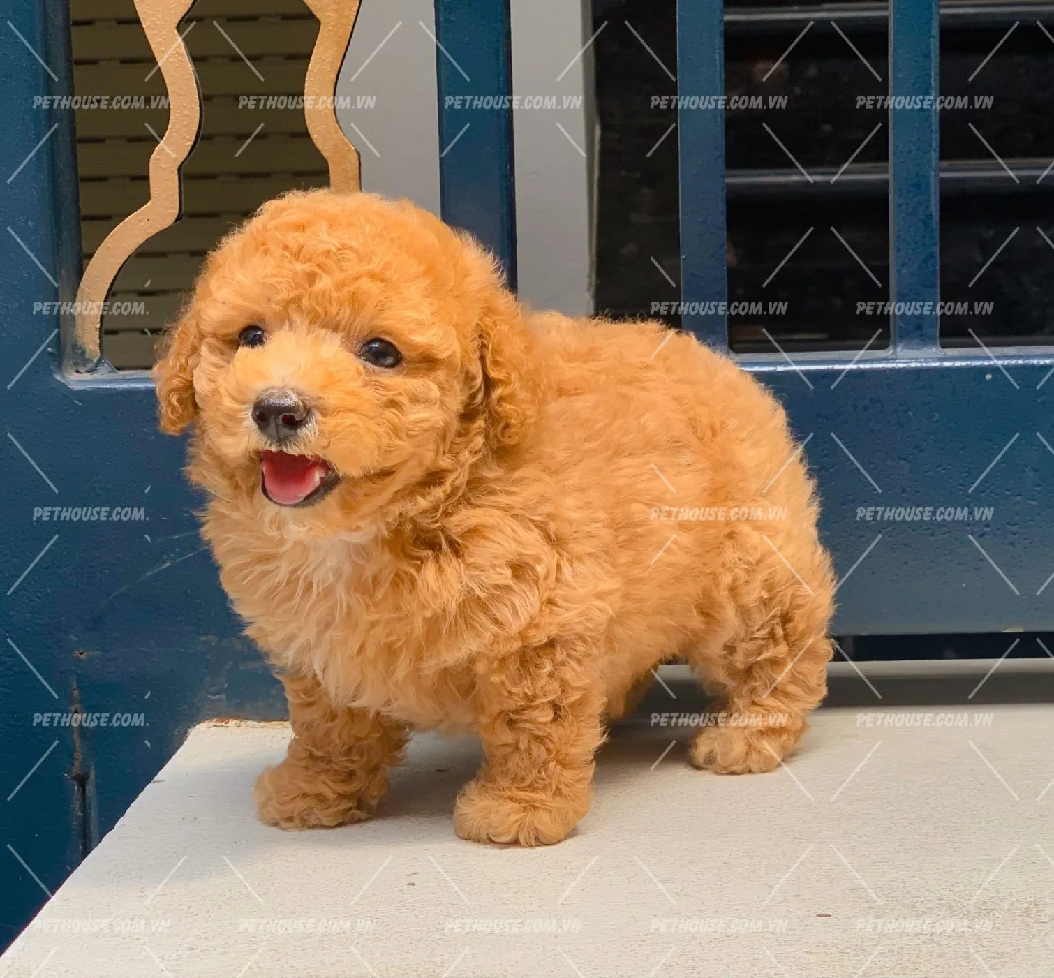Poodle Teacup và Poodle Standard khác biệt rõ rệt về trọng lượng và chiều cao