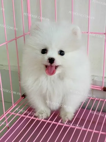 Poodle Toy màu nâu đỏ đang ngồi ngoan ngoãn, biểu cảm đáng yêu