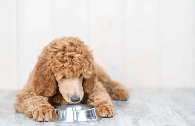 Quá trình chuyển đổi từ thức ăn cũ sang thức ăn mới an toàn cho chó Poodle