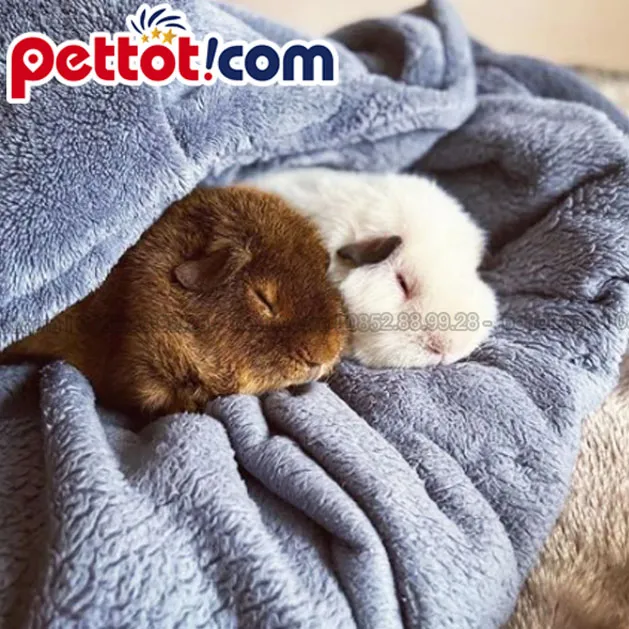 Qúa trình kiểm tra và chọn mua chuột lang tphcm khỏe mạnh tại cửa hàng thú cưng chuyên nghiệp