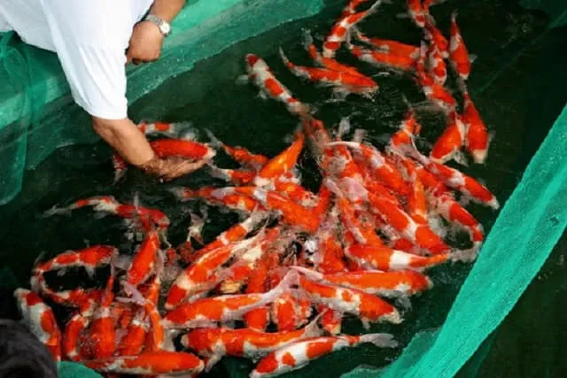 Quá trình lựa chọn và phối giống cá chép nhật bố mẹ khỏe mạnh, màu sắc đẹp để sinh sản