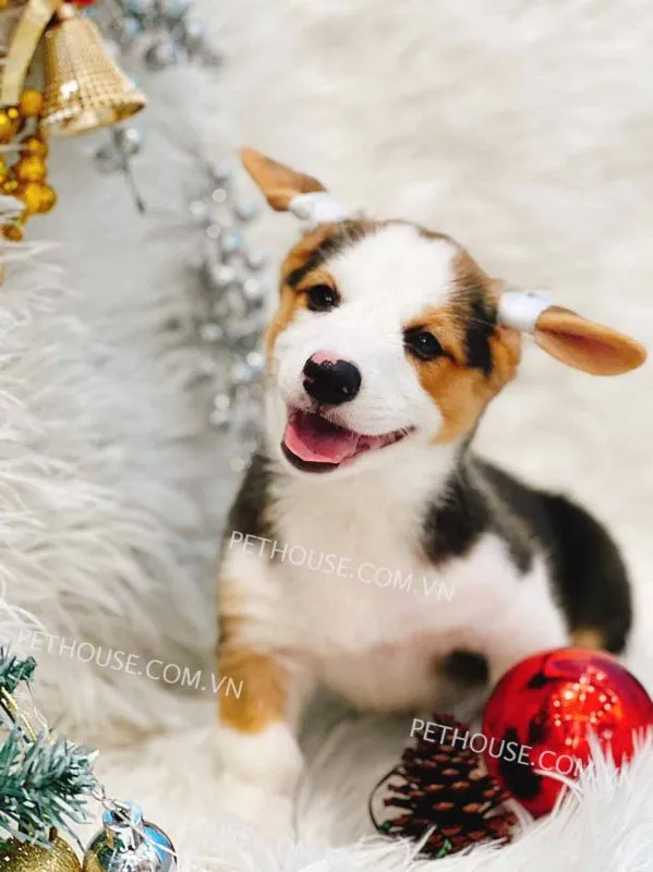 Quá trình nẹp tai cho chó Corgi con bằng băng dính y tế để cố định sụn tai, minh họa cách nẹp tai chó corgi đúng kỹ thuật.