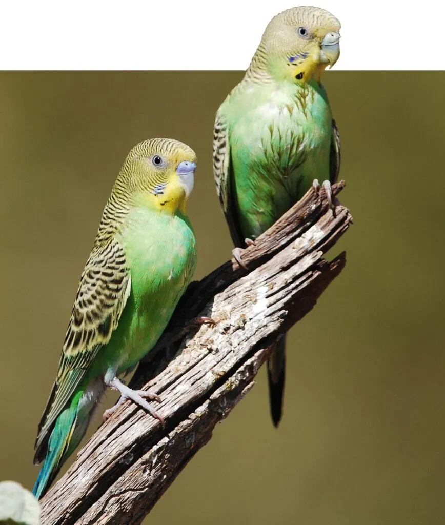 Quá trình sinh sản của vẹt yến phụng trong tổ, cần thiết để thành công trong cách nuôi