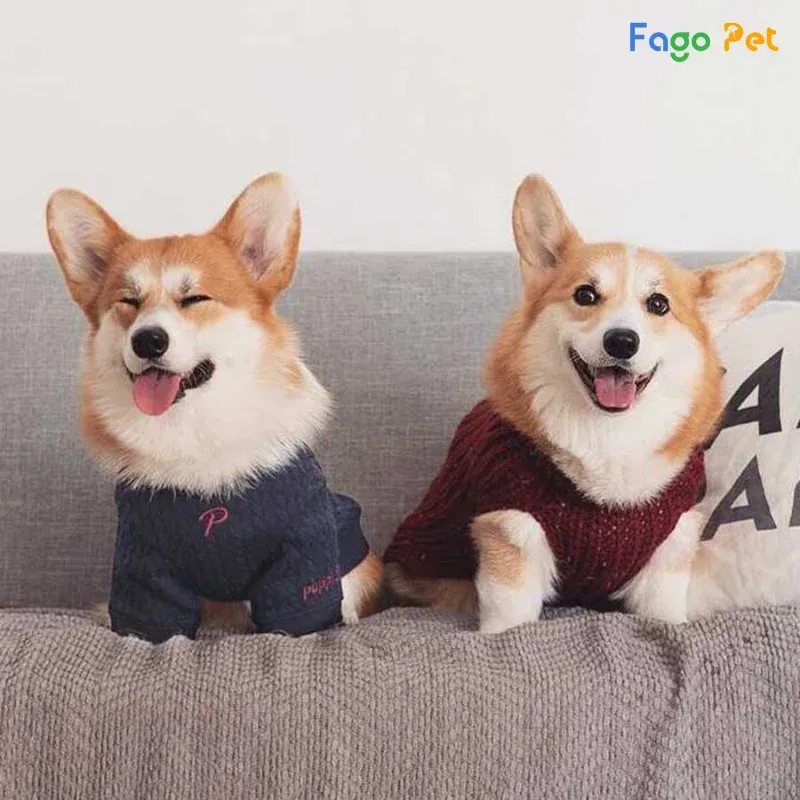 Quần áo cho chó corgi tại cửa hàng thú cưng