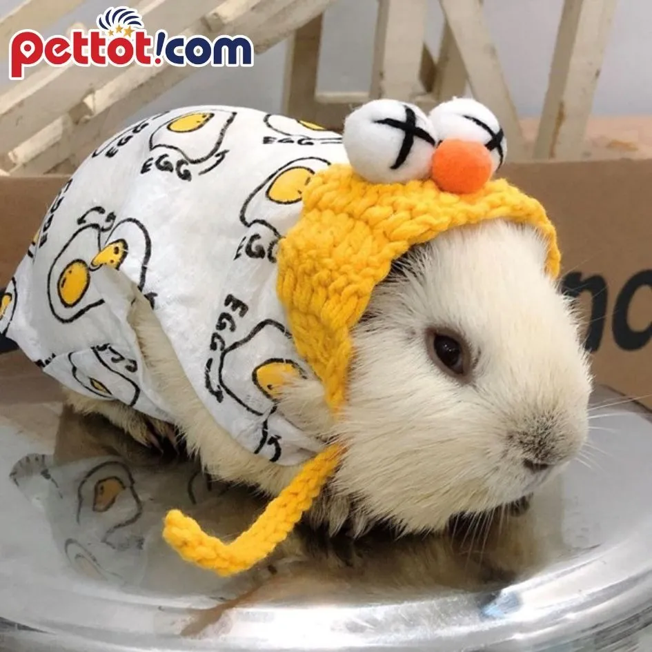 Quần áo dệt kim cho chuột hamster với bốn màu sắc khác nhau