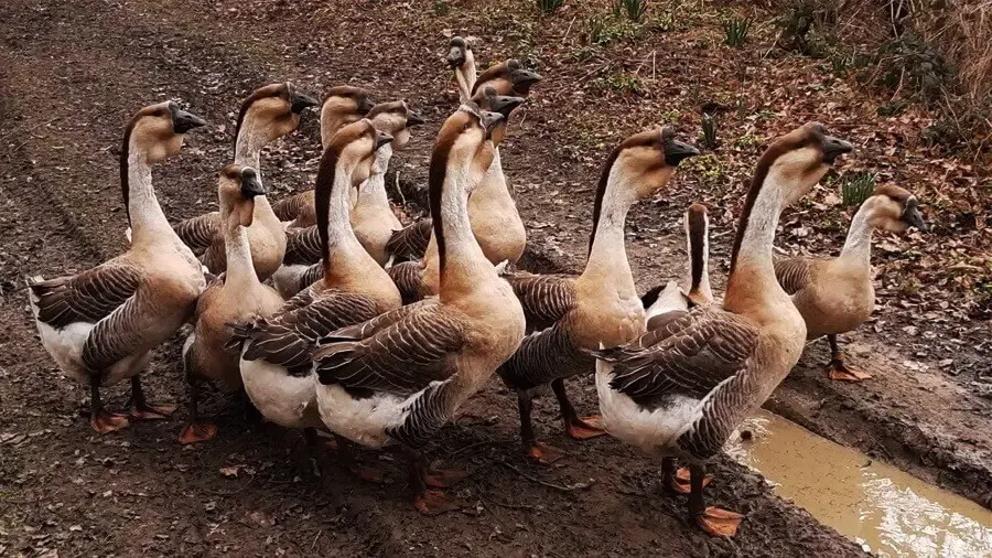 Quản lý mật độ chuồng nuôi và cách nuôi ngỗng sư tử theo phương pháp bán tự do hiệu quả