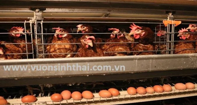 Quản lý sức khỏe đàn gà đẻ trứng và quy trình vệ sinh chuồng trại an toàn sinh học