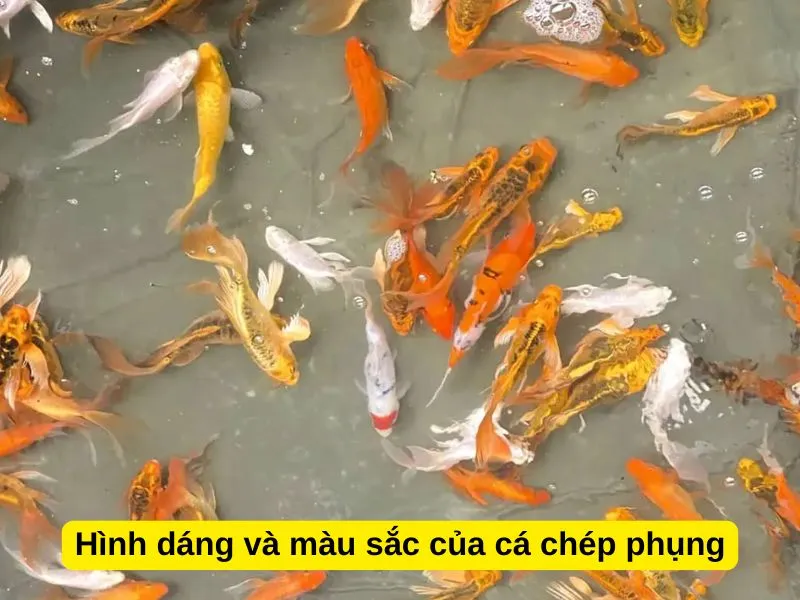 Quan sát hình dáng và màu sắc cá chép phụng khỏe mạnh khi chọn mua
