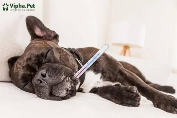 Các loại ký sinh trùng máu thường gặp ở chó được minh họa chi tiết