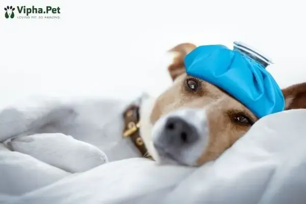 Các dấu hiệu nhận biết chó đang mắc bệnh ký sinh trùng máu nguy hiểm