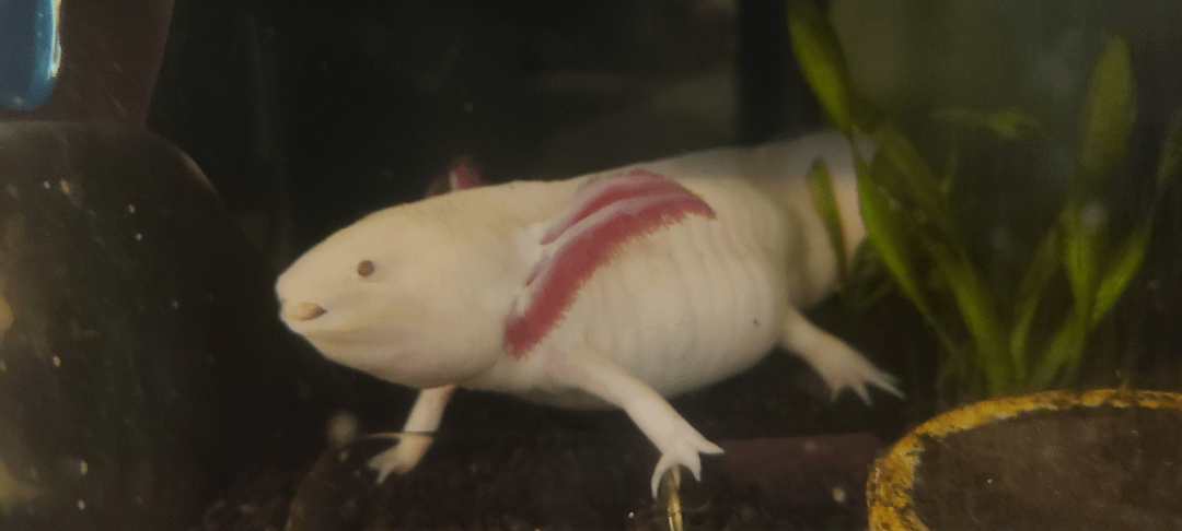 Cách Nuôi Cá Axolotl: Hướng Dẫn Chi Tiết Và Toàn Diện Về Chăm Sóc