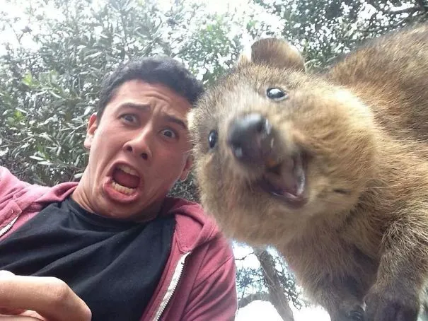 Quokka con đang ngồi trong bụi cây cỏ khô trên đảo Rottnest, đặc điểm nhận dạng chuột túi mini