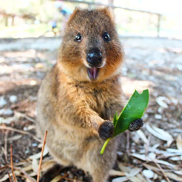 Quokka đang cố gắng trèo lên một thân cây nhỏ, minh họa sự nhanh nhẹn của chuột túi mini