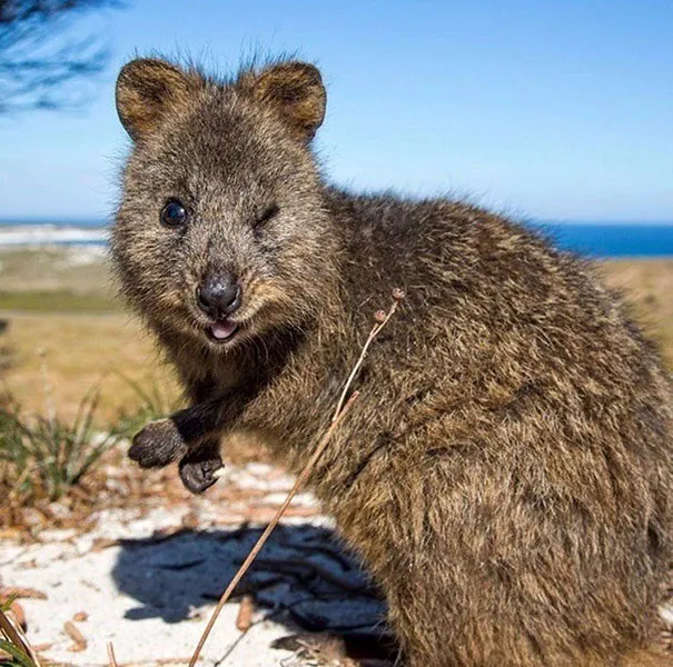Quokka đang đi lại vào ban đêm, tập tính kiếm ăn của động vật có túi