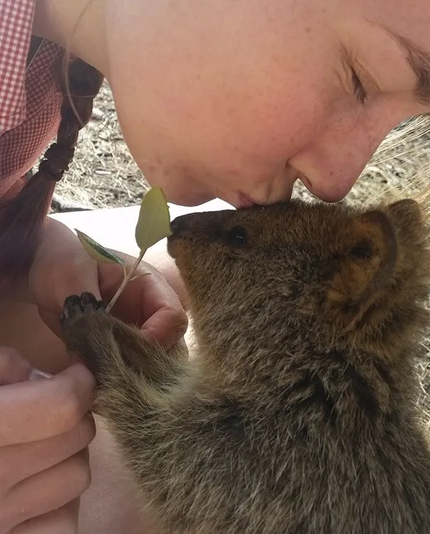 Quokka đang nhìn thẳng vào ống kính, vẻ mặt ngộ nghĩnh, không sợ hãi con người