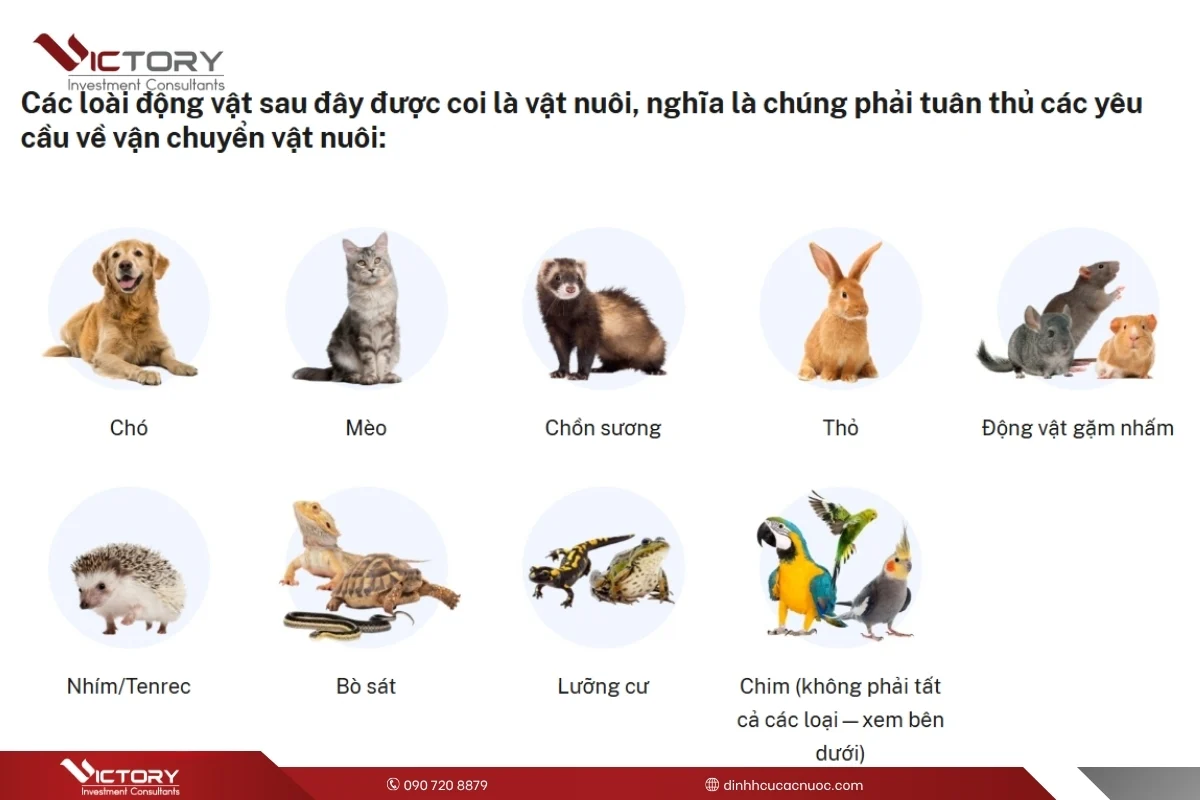 Hướng Dẫn Chi Tiết Cách Nuôi Ếch Làm Thú Cưng Hiệu Quả Từ A Đến Z