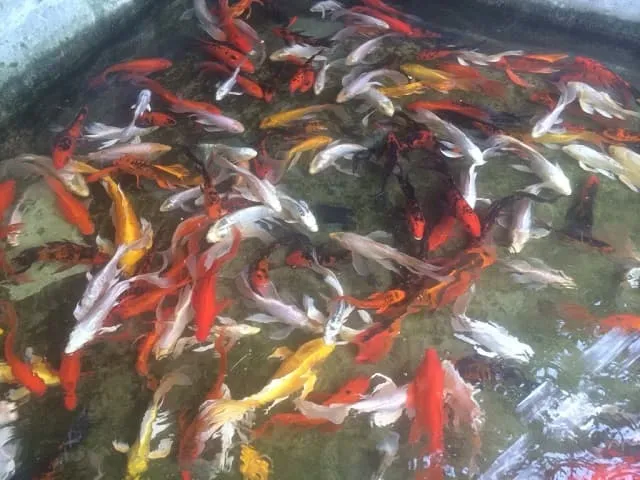 Quy tắc cách ly nghiêm ngặt cá chép nhật mới mua về để phòng ngừa mầm bệnh lây lan