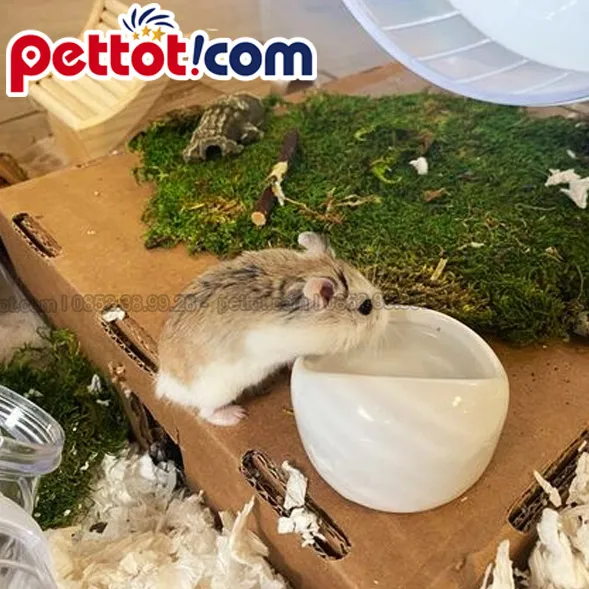 Quy trình cung cấp chuột Hamster Robo và phụ kiện cho người nuôi tại TP HCM