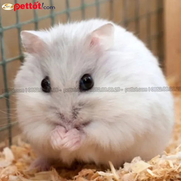 Quy trình kiểm tra sức khỏe vật nuôi trước khi quyết định thu mua