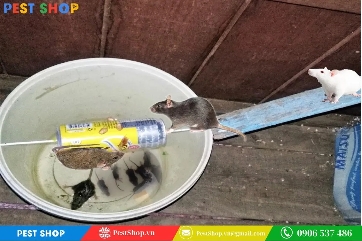 Quy trình lắp ráp bẫy chuột tự chế thông minh bằng chai nhựa và thùng sơn