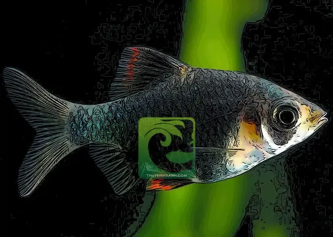 Quy trình sinh sản và chăm sóc cá bột tứ vân tại nhà