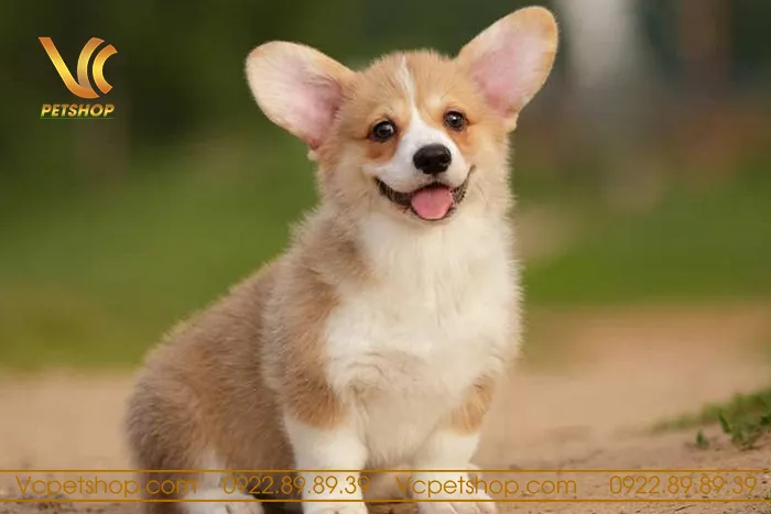 Quy trình tắm và chăm sóc vệ sinh cho chó Corgi con 2 tháng tuổi để bảo vệ da lông.