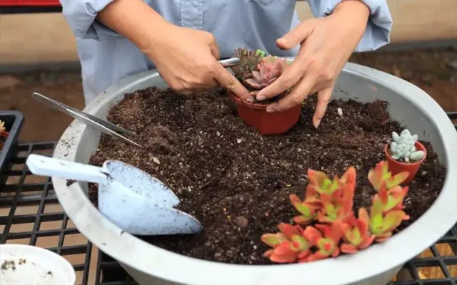 Quy trình trộn đất trồng sen đá thoát nước cao cấp bằng perlite và đá pumice