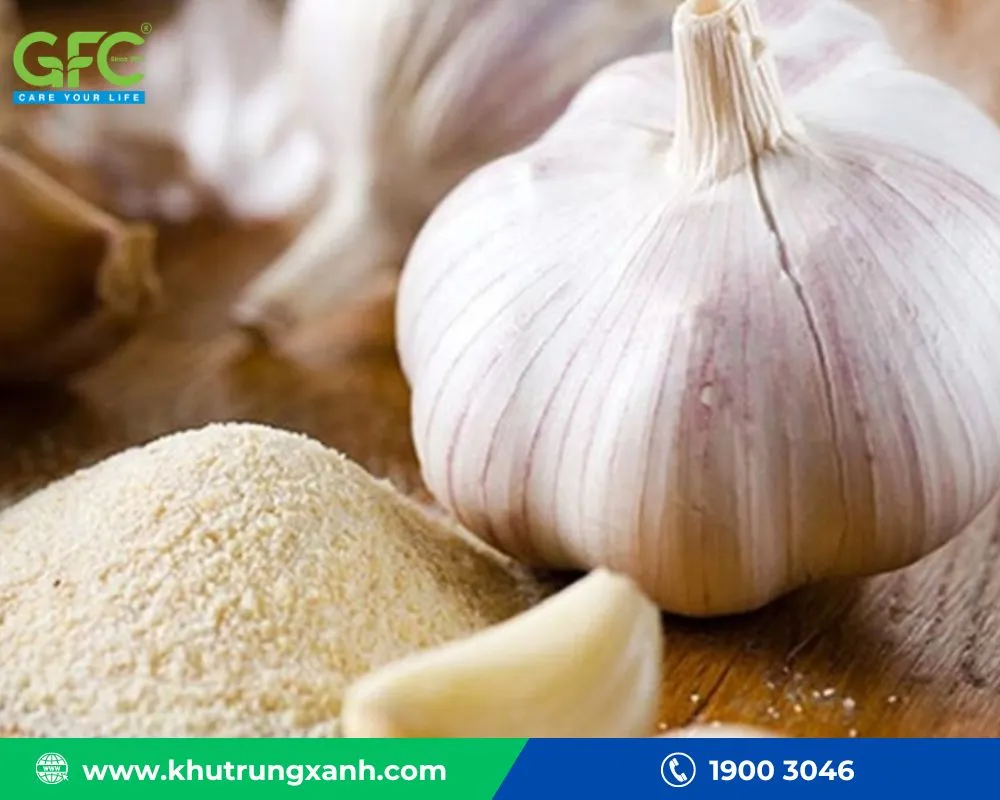 Rắc bột ớt hoặc tỏi quanh khu vực chuột chù thường lui tới