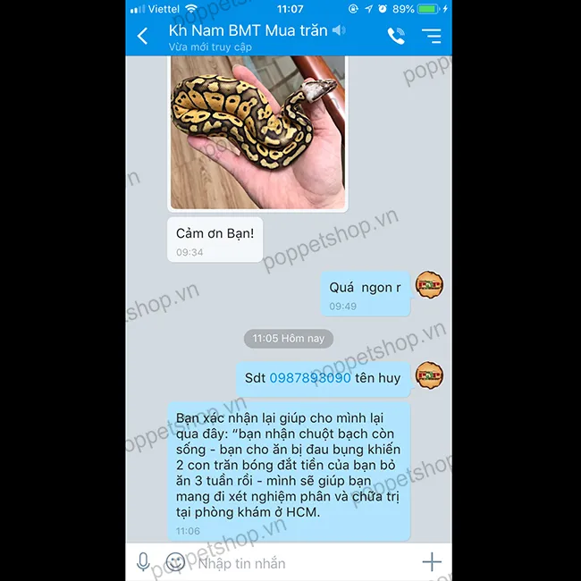 Rắn hổ mang kén ăn hoặc bị bệnh do sử dụng chuột sống không đảm bảo vệ sinh