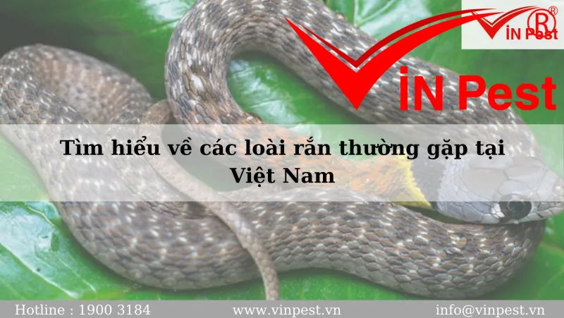 Rắn Ri Cóc Có Độc Không?