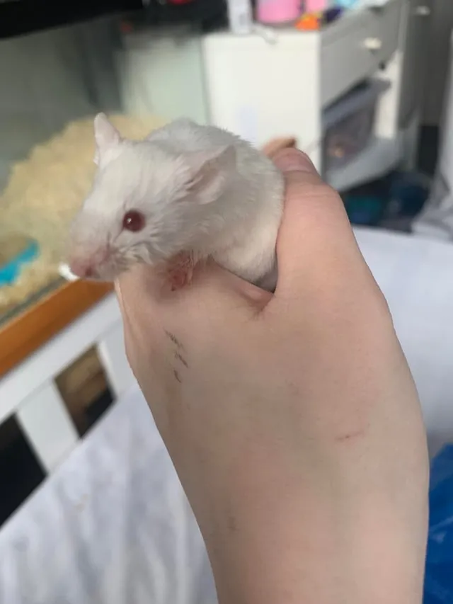 Chuột Hamster Nào Quấn Chủ Nhất? Phân Tích Tính Cách 5 Giống Phổ Biến