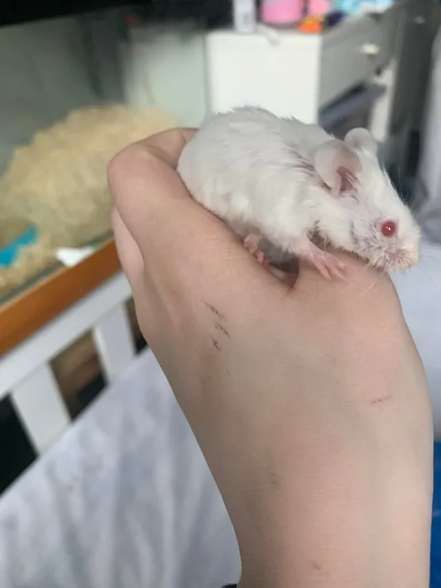 Chuột Hamster Nào Quấn Chủ Nhất? Phân Tích Tính Cách 5 Giống Phổ Biến