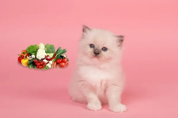 Rau củ quả tươi sạch là nguồn chất xơ quan trọng cho chó Phốc Sóc