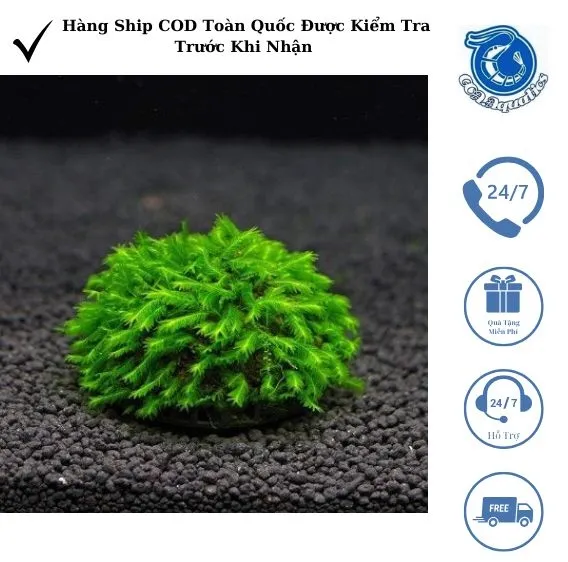 Rêu Phượng Vĩ Đài (Phung Vi Dai), loại cây thủy sinh tạo nơi trú ẩn lý tưởng cho tép con