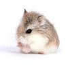 Hamster robo​ - hamster roborovski đẹp khỏe