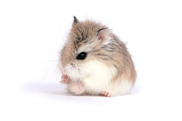 Hamster robo​ - hamster roborovski đẹp khỏe