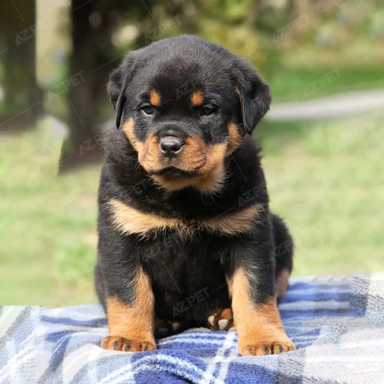 Địa chỉ mua chó Rottweiler thuần chủng giá bao nhiêu uy tín tại các trại giống lớn