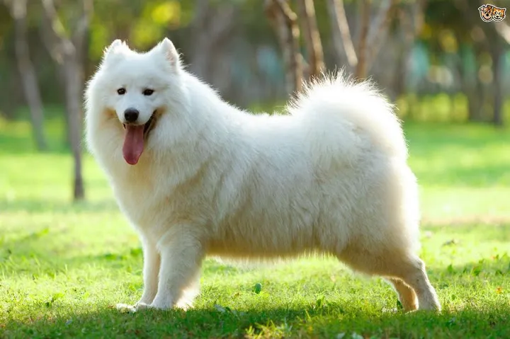 Samoyed hay chó tuyết với bộ lông trắng mịn
