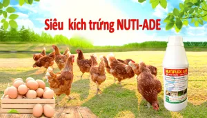 Sản phẩm dinh dưỡng bổ sung vitamin A, D, E cho gà tăng cường sản lượng trứng