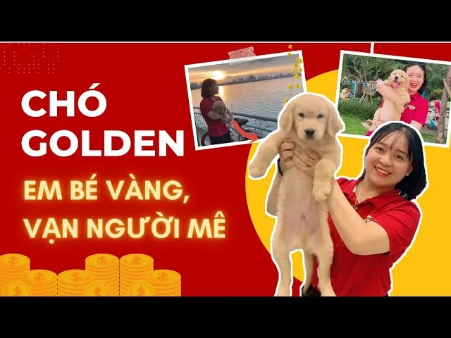 Chó Con Lai Phú Quốc: Đặc Điểm, Giá Bán Và Cách Nuôi Chi Tiết