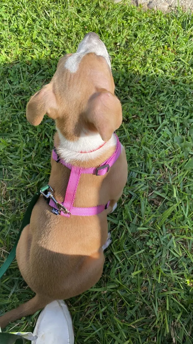 Chó Sục Pitbull: Hồ Sơ Chi Tiết Về Đặc Điểm, Nguồn Gốc Và Huấn Luyện Chuyên Nghiệp