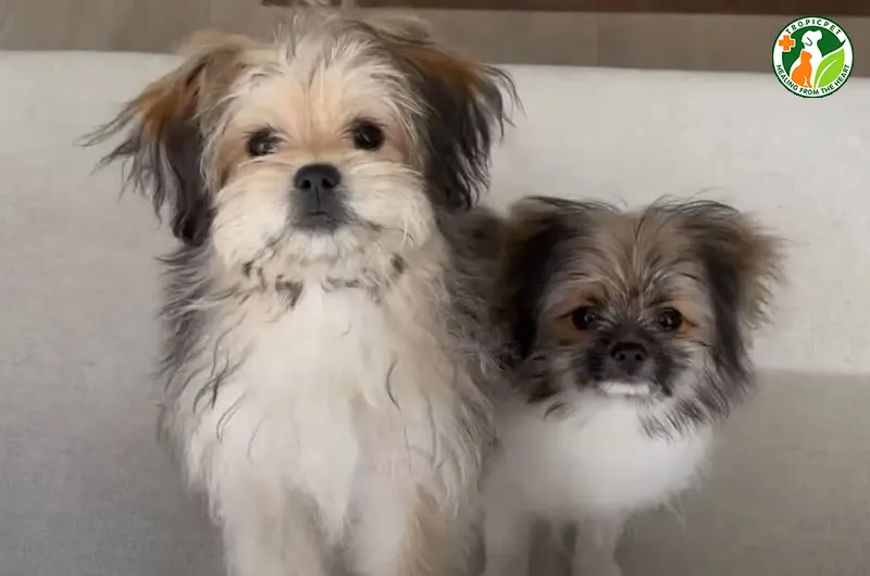 Shiranian, giống chó lai Phốc Sóc và Shih Tzu, yêu cầu chăm sóc lông thường xuyên