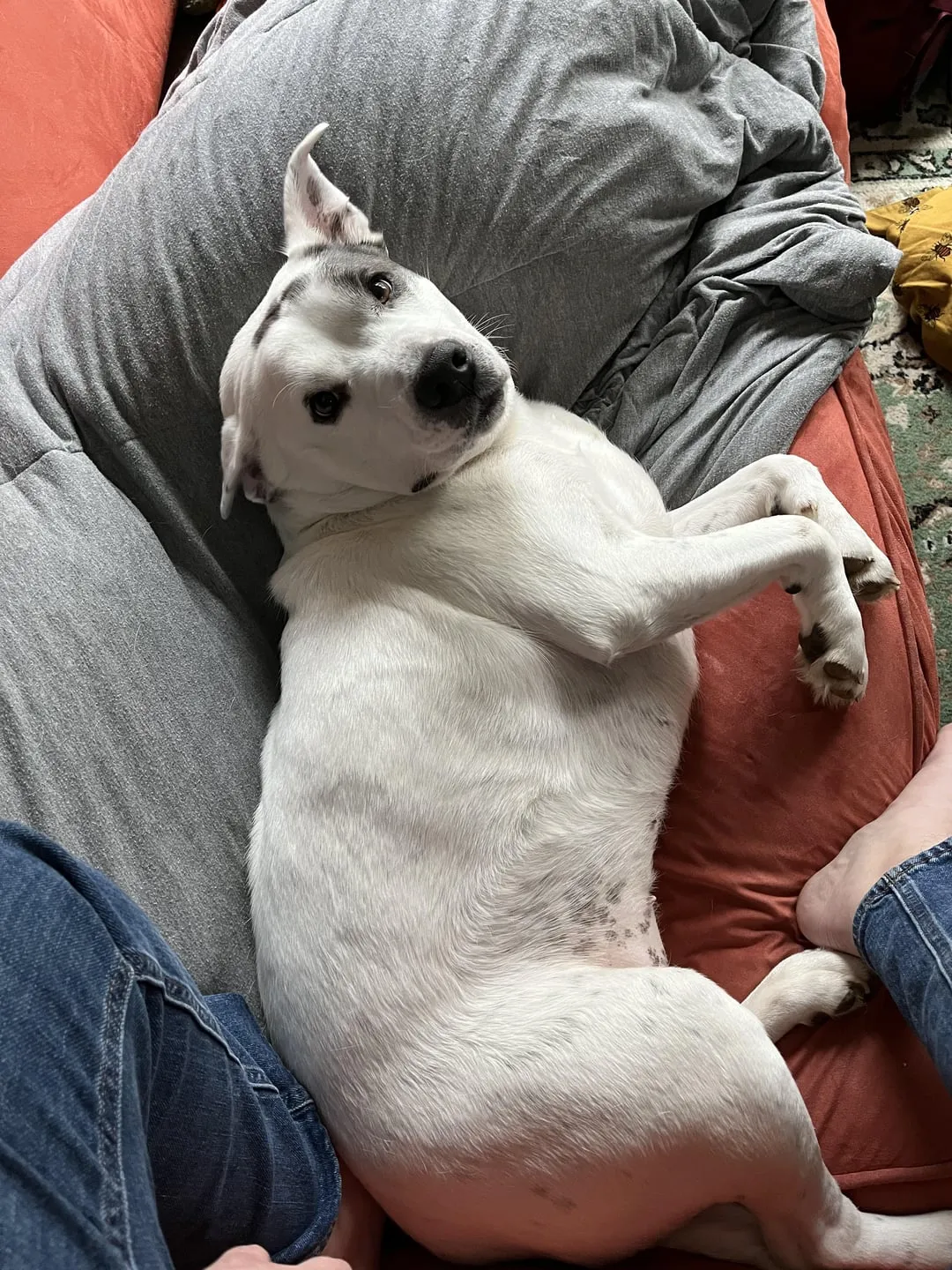 Chó Phốc Có Ăn Được Cá Không? Hướng Dẫn Chi Tiết Về Lợi Ích Và Rủi Ro